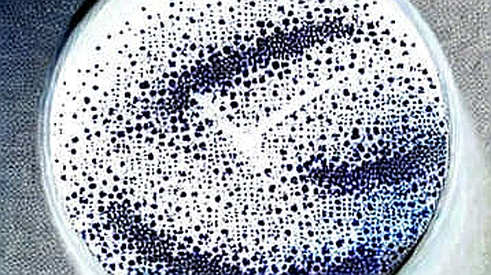 The Great MORPHO Exodus: When Supply Signals Collide with Silent Demand The Great MORPHO Exodus: When Supply Signals Collide with Silent Demand